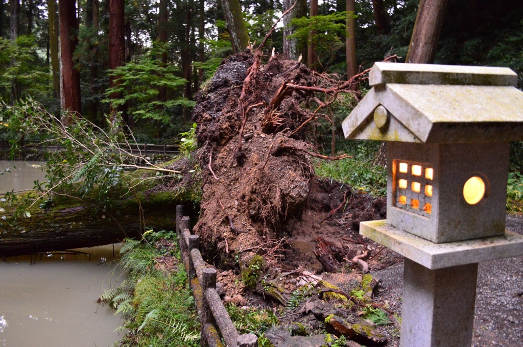 自然のチカラ