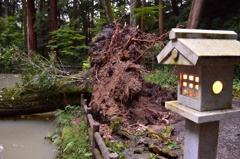 自然のチカラ