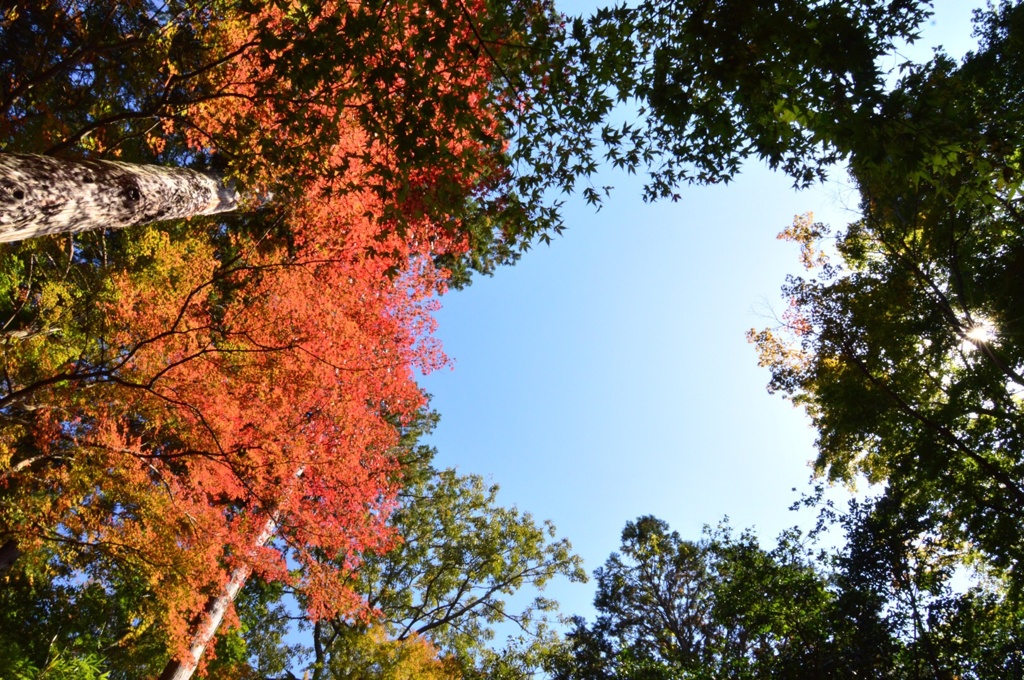 紅葉