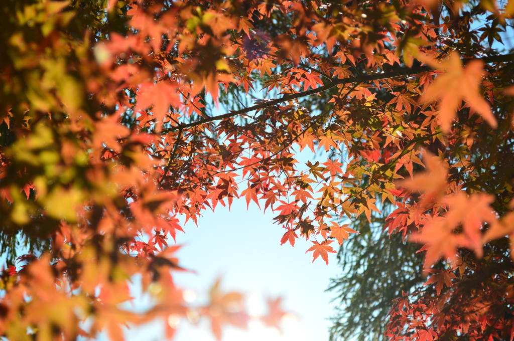 青空と紅葉