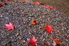 紅葉にまぎれて