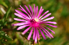 開花
