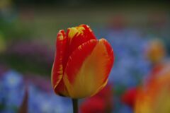 晩春　チューリップ