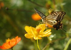 万来　アゲハチョウ