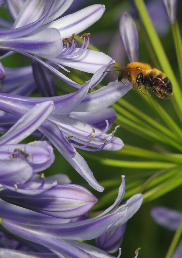 季夏　アガパンサス　Ⅱ