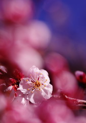 春だ・・・桜　２