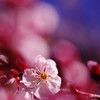 春だ・・・桜　２