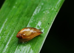 仲夏　デンデンムシの赤ちゃん