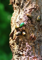花と虫達　カナブン達　Ⅱ