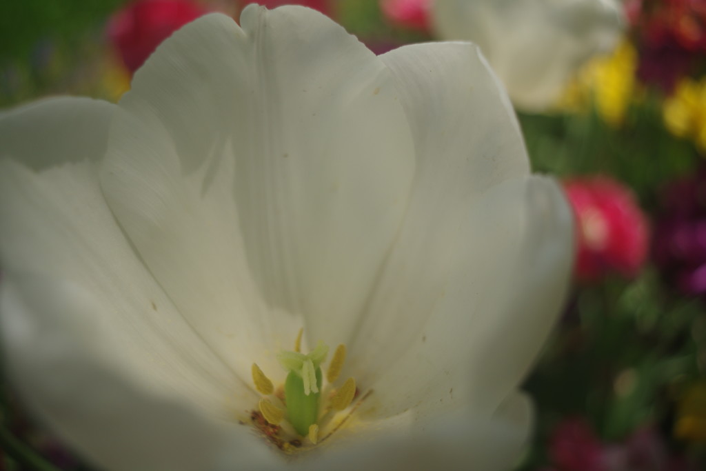 OLD LENS  チューリップ　Ⅱ