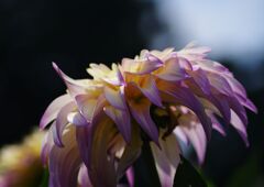 蝉鳴く　ダリア