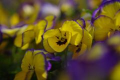 仲春　パンジー