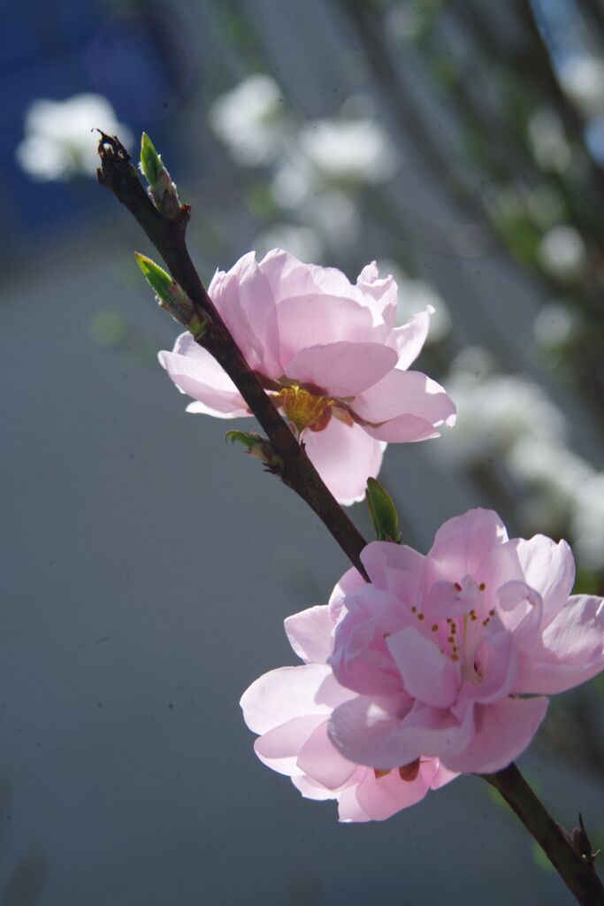 花春　花桃