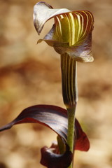 春を探して　マムシグサ