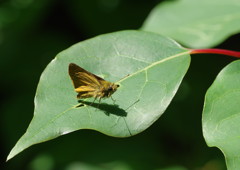 花と虫達　セセリチョウ？