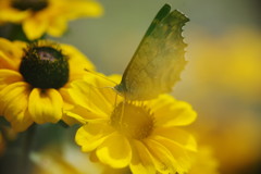 路傍　タテハチョウ