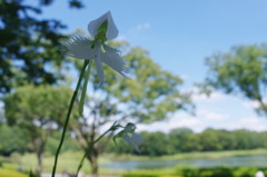 夏を探して　サギソウ　Ⅲ