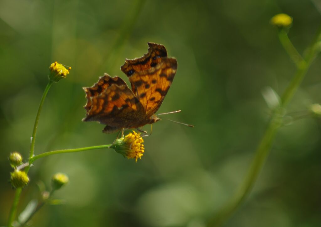 行秋　タテハチョウ
