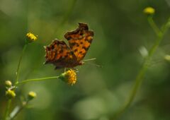 行秋　タテハチョウ