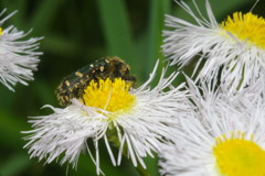 暮春　ハナムグリ