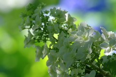 初夏を探して　カシワバアゾサイ