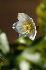 春を探して　クリスマスローズ　Ⅱ