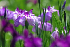 向暑　カキツバタ　？