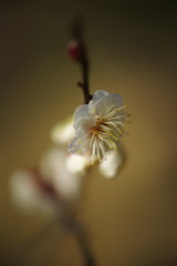 仲春　梅　Ⅱ