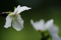 行秋　十月桜　Ⅱ