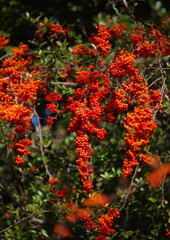 OLD LENS  昭和記念公園