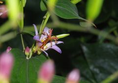 行秋　ホトトギス　Ⅱ