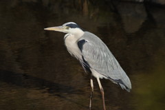 野鳥を探して　アオサギ