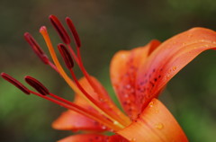 初夏を探して　ユリ　Ⅲ