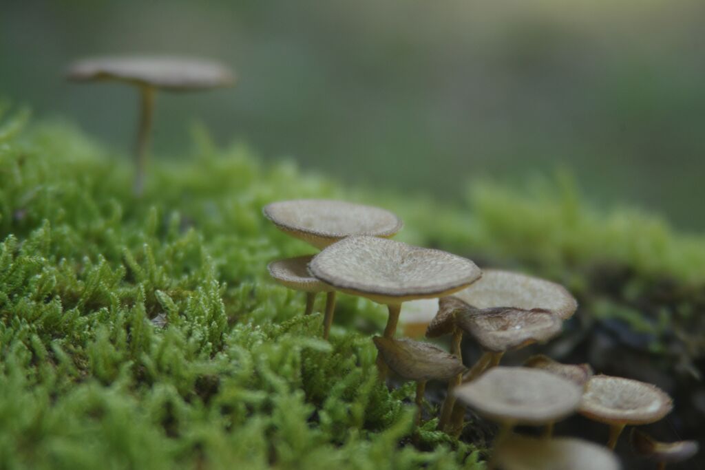 苔とキノコ