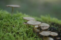 苔とキノコ