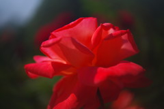 立夏　薔薇　Ⅱ