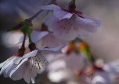 仲春　桜