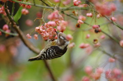 野鳥を探して　コゲラ　Ⅱ