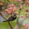 野鳥を探して　コゲラ　Ⅱ