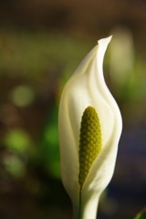 春を探して　ミズバショウ