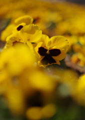 仲春　パンジー