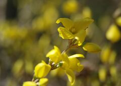 春寒　レンギョウ