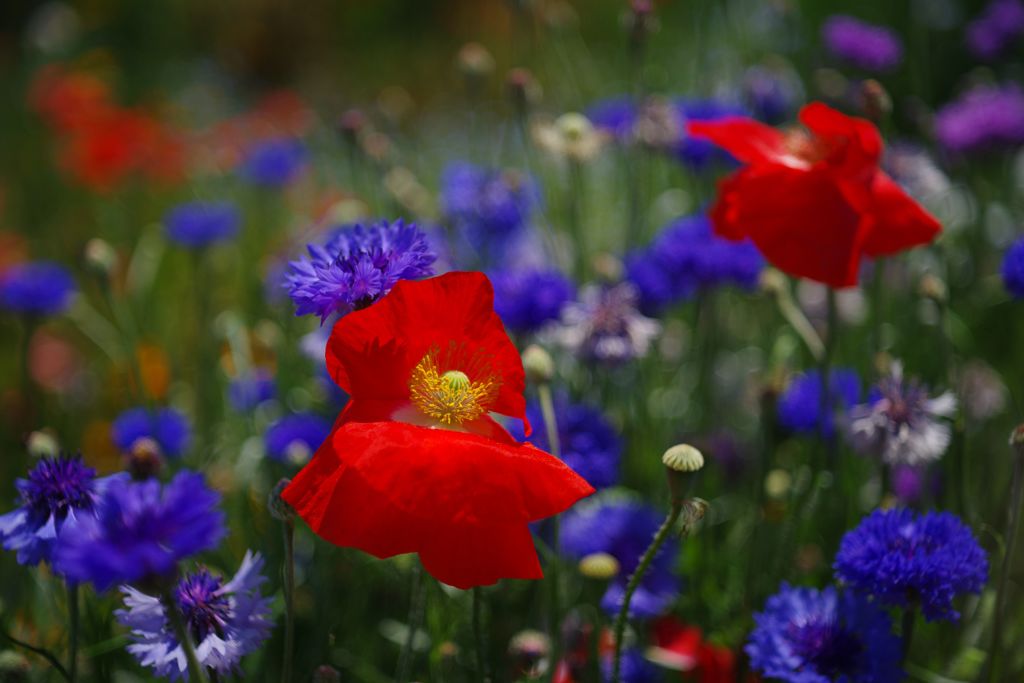 立夏　シャレイポピー　Ⅲ