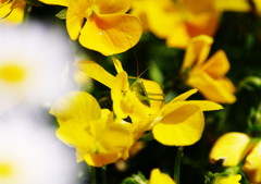 春爛漫　バッタ　Ⅳ