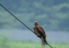 野鳥を追って　トビ