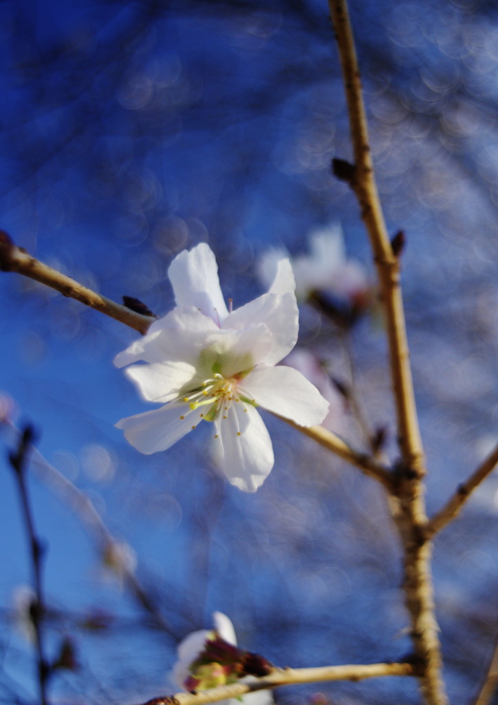 OLD LENS 相模原公園