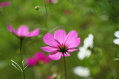 落日 コスモス　Ⅱ