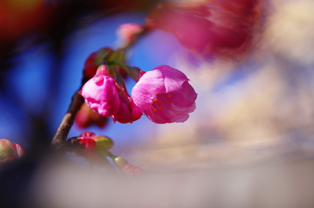 春だ・・・桜開花