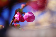 春だ・・・桜開花