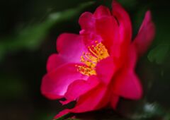 　落日　サザンカ　